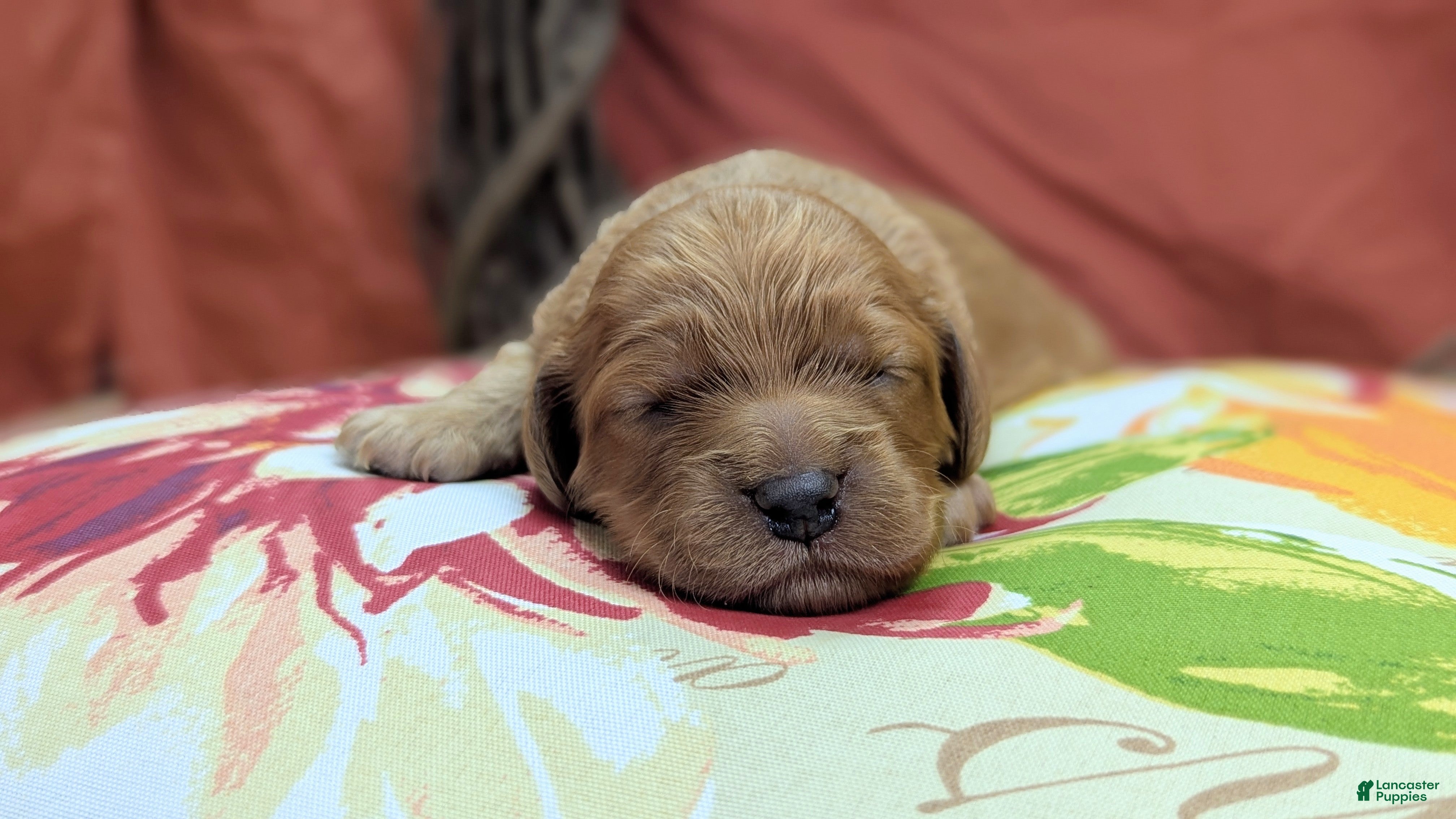 Cockapoo dogs Rana - Ad 8