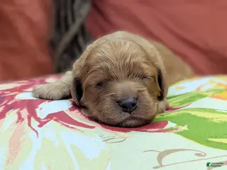 Cockapoo dogs Rana - Ad 8