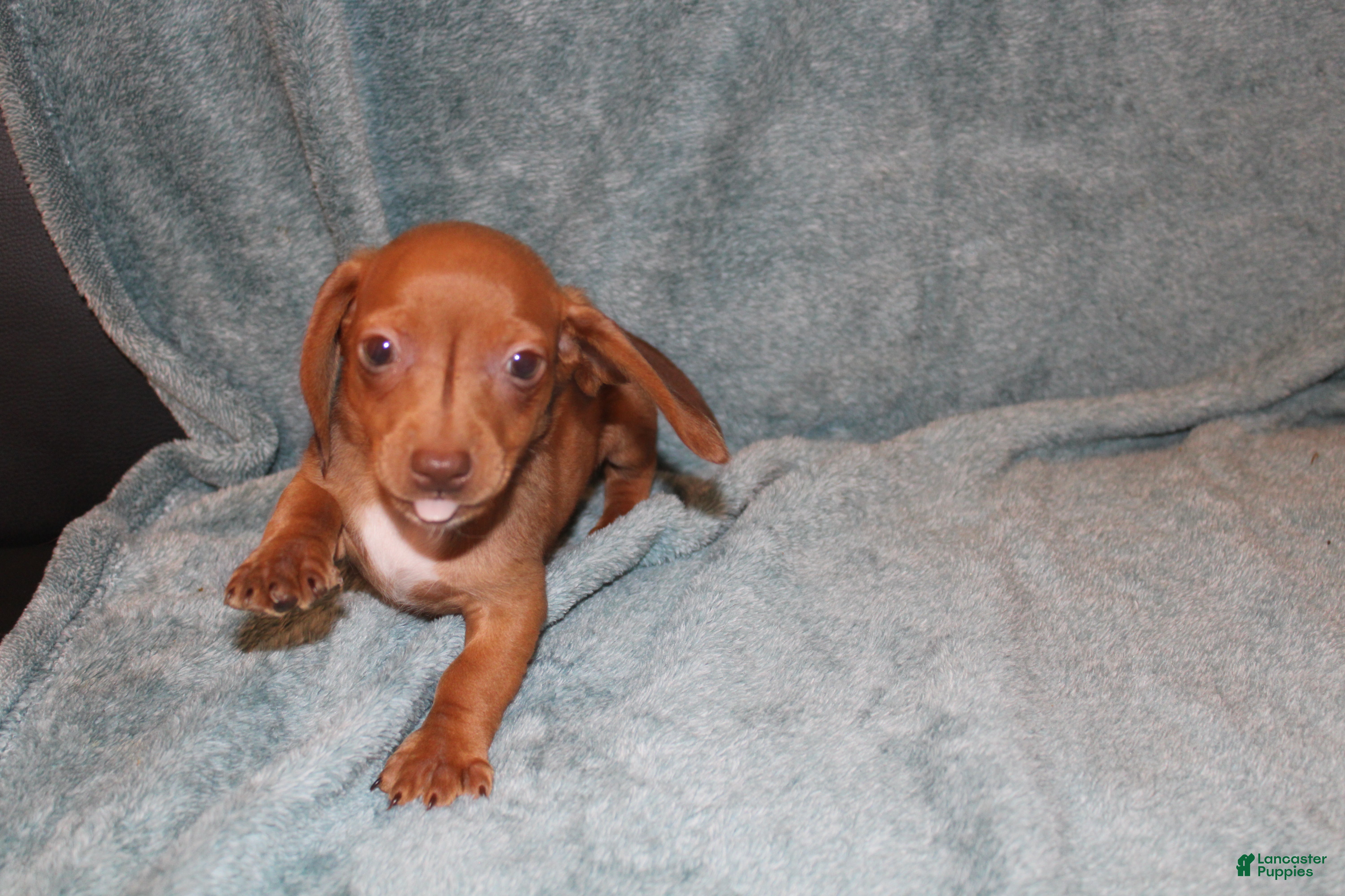 Miniature Dachshund dogs Bob Mini  - Ad 9