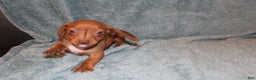 Miniature Dachshund dogs for sale: Bob Mini  - Ad 1