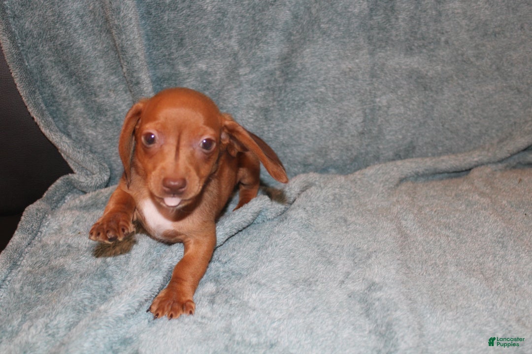 Miniature Dachshund dogs for sale: Bob Mini  - Ad 1