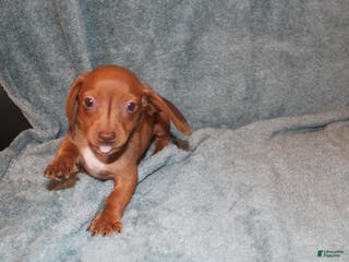 Miniature Dachshund dogs Bob Mini - Ad 9