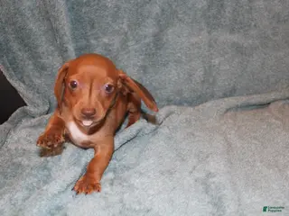 Miniature Dachshund dogs Bob Mini - Ad 36