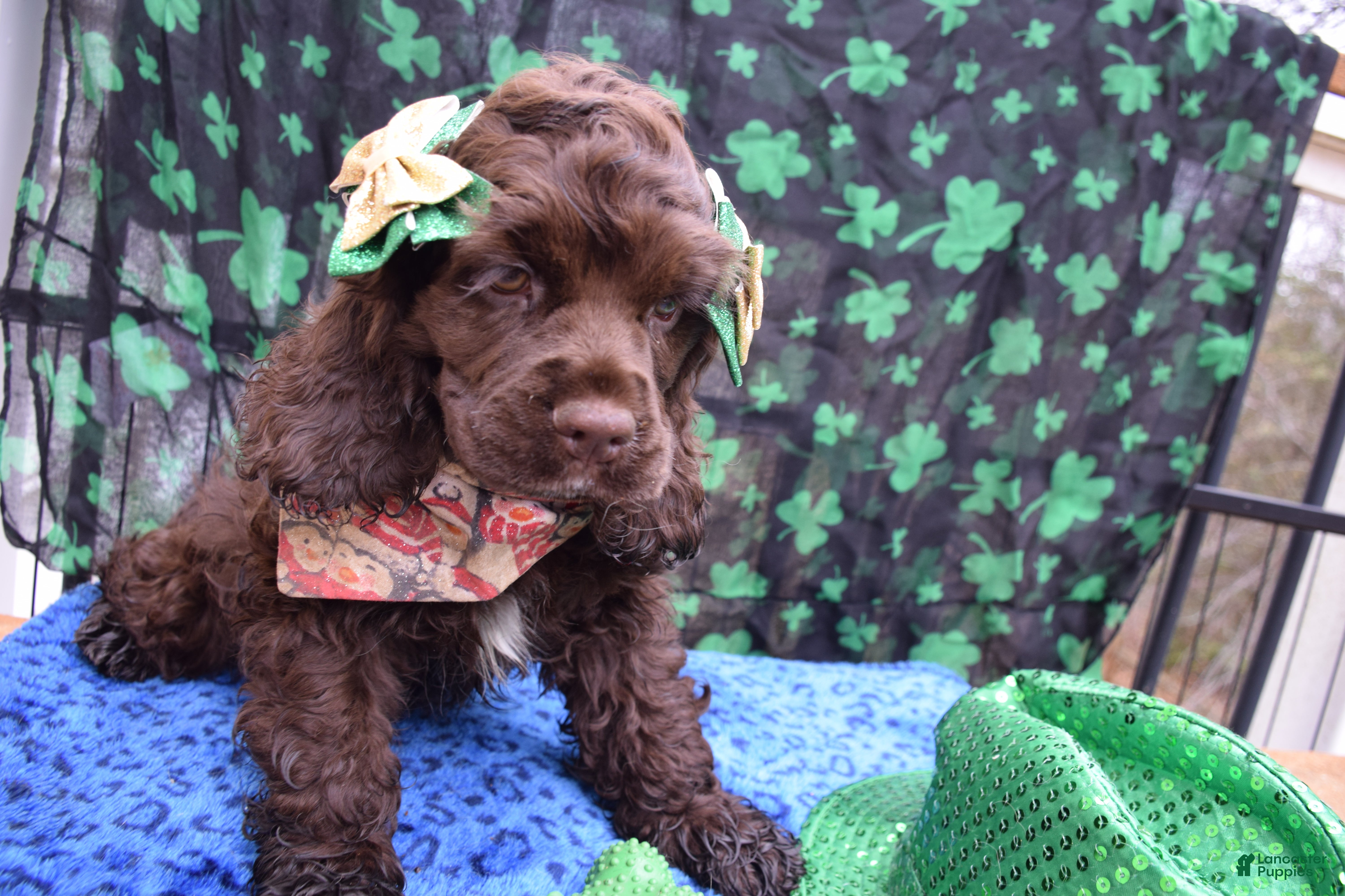 Cocker Spaniel dogs Katty-AKC Cocker Spaniel  - Ad 1