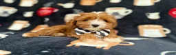 Cavapoo dogs for sale: Jackson - Ad 2