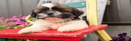 Shih Tzu dogs for sale: Queenie Shih Tzu  - Ad 3