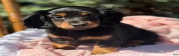 Miniature Dachshund dogs for sale: Bella - Ad 4