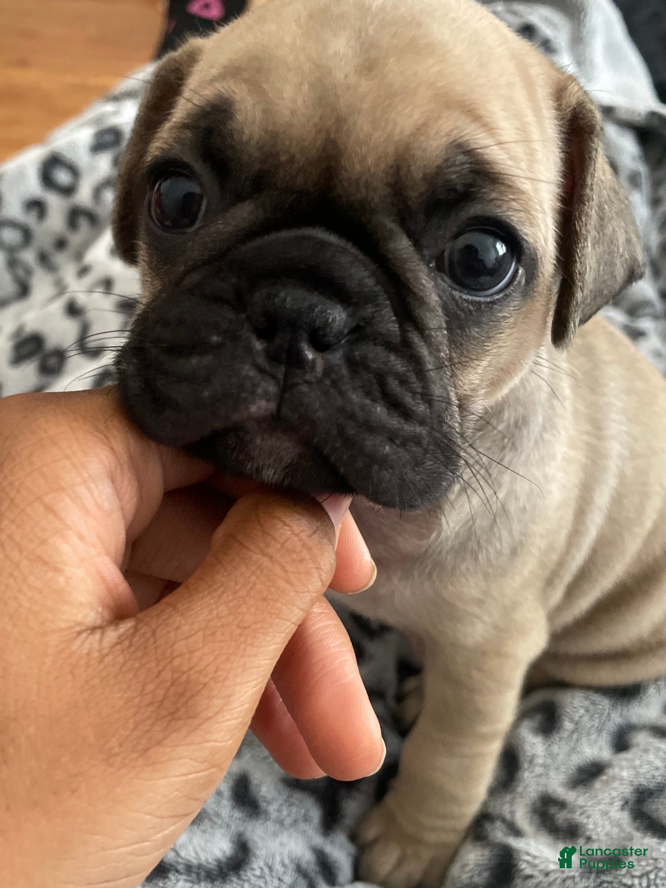 Frug dogs Female Frug Puppy 1 - Ad 38