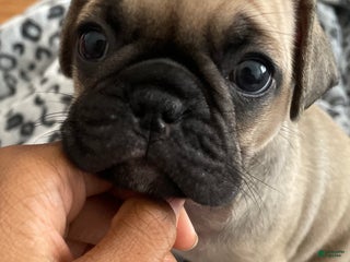 Frug dogs Female Frug Puppy 1 - Ad 6