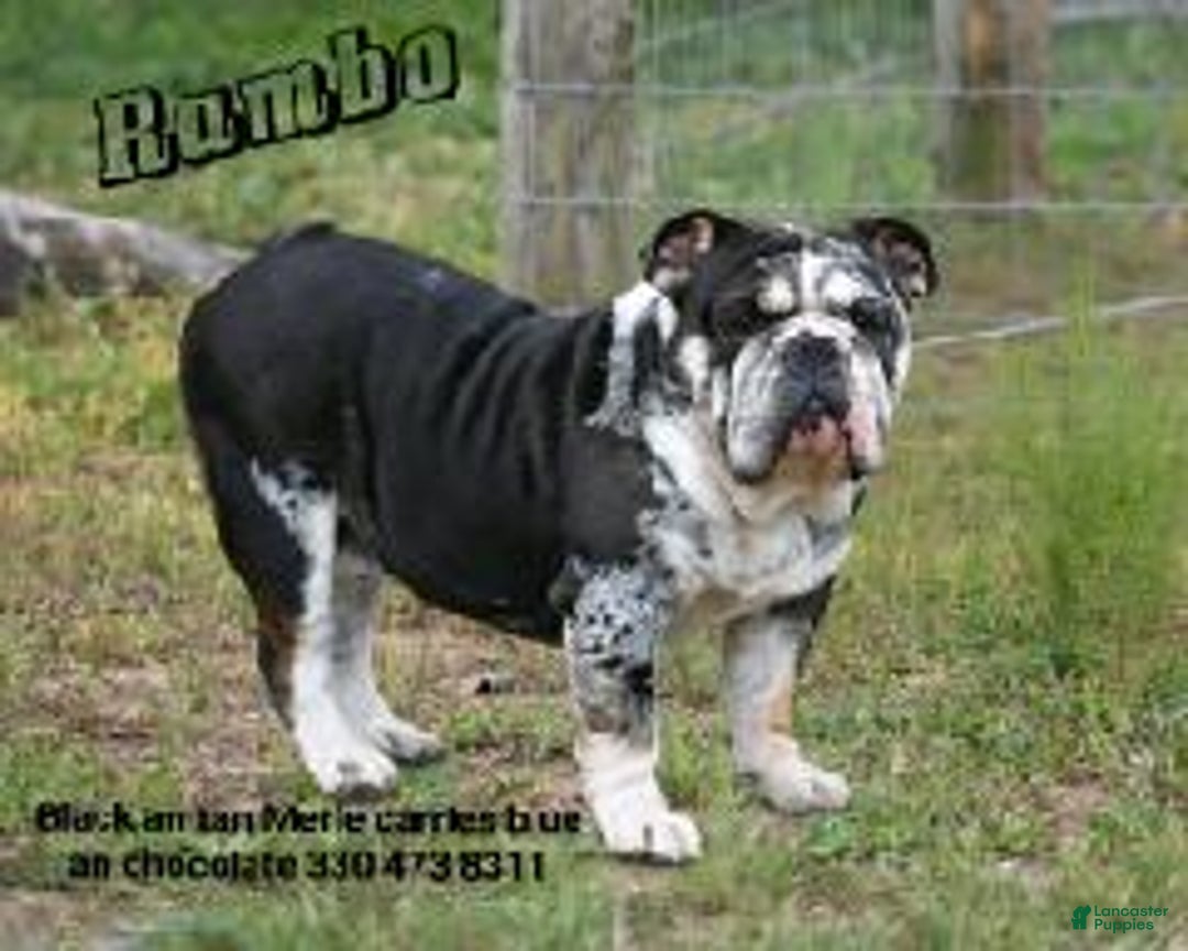 Cooper for sale in Millersburg Lancaster Puppies