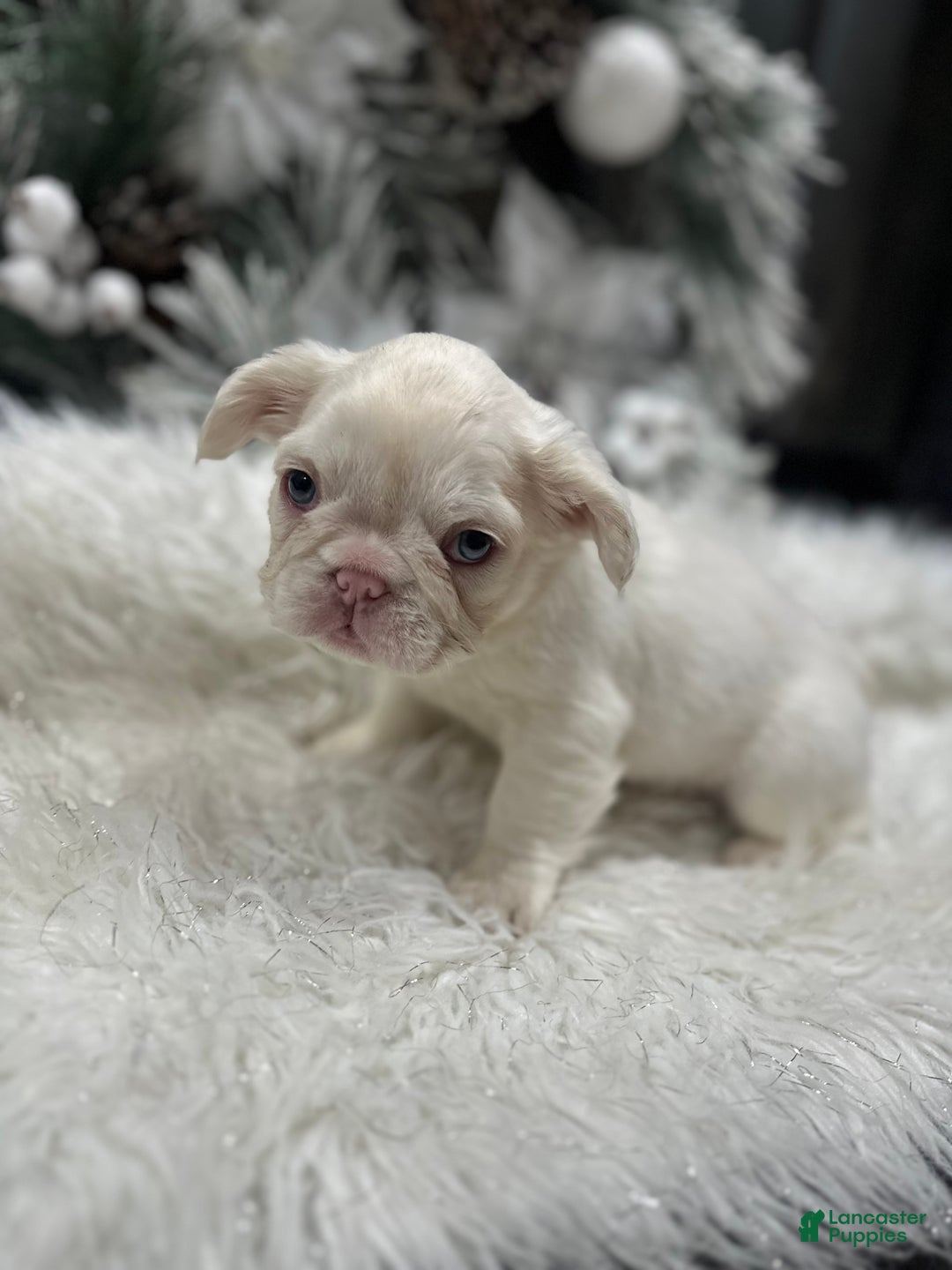 French Bulldog dogs for sale: Lilac and tan platinum fluffy pink carrier  - Ad 2