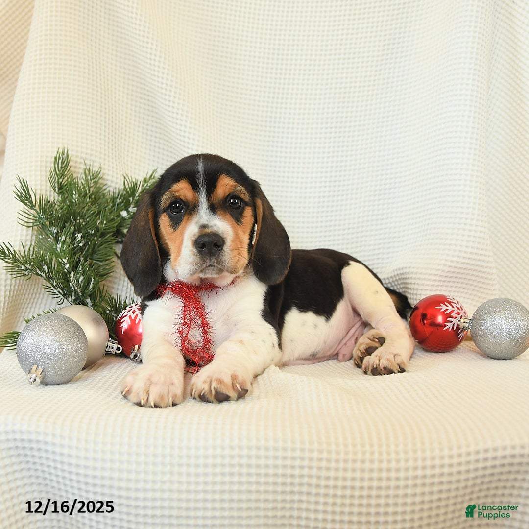 Beagle dogs for sale: Stetson - Ad 3