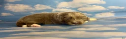 Newfoundland dogs for sale: Smarties DNA Clear OFA  - Ad 6
