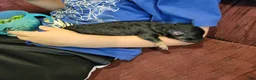 Bichpoo dogs for sale: Ember  - Ad 11