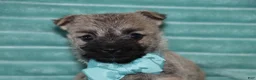 Cairn Terrier dogs for sale: Caspian - Ad 2