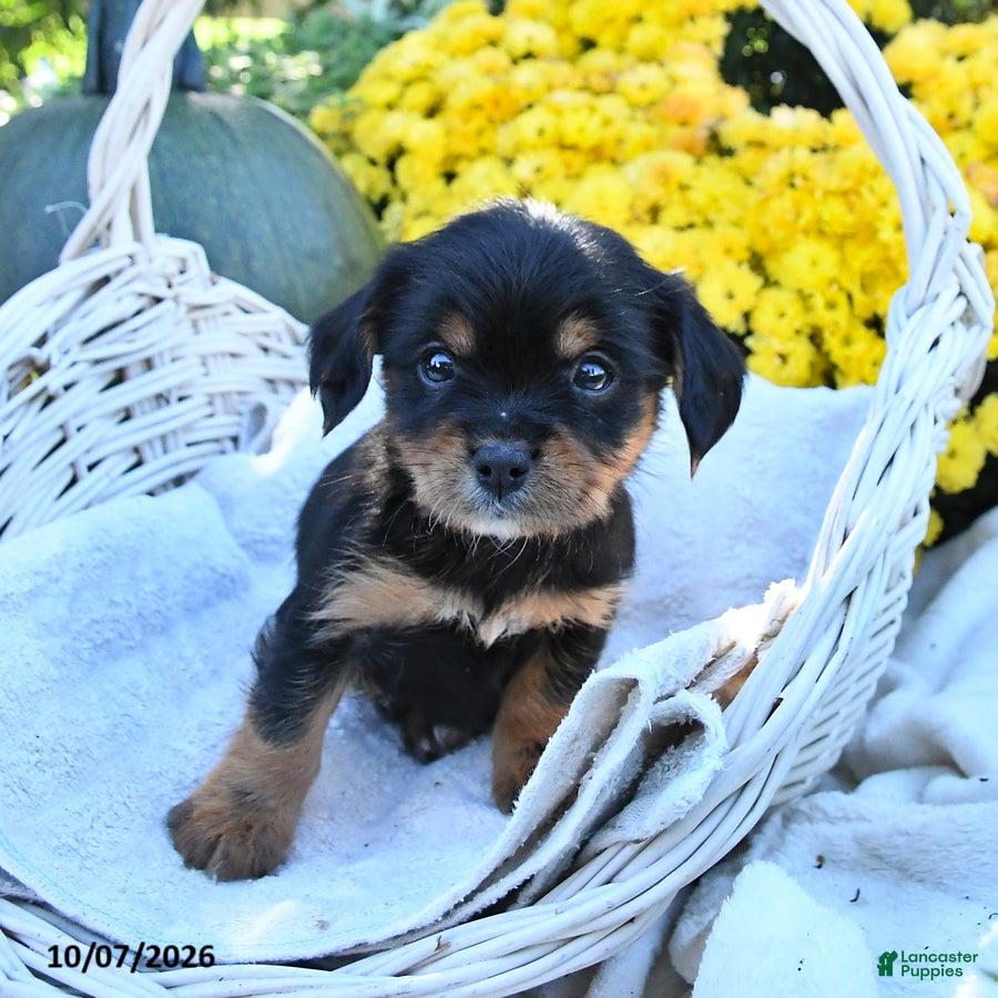 Mixed Breed dogs Cooper - Ad 2