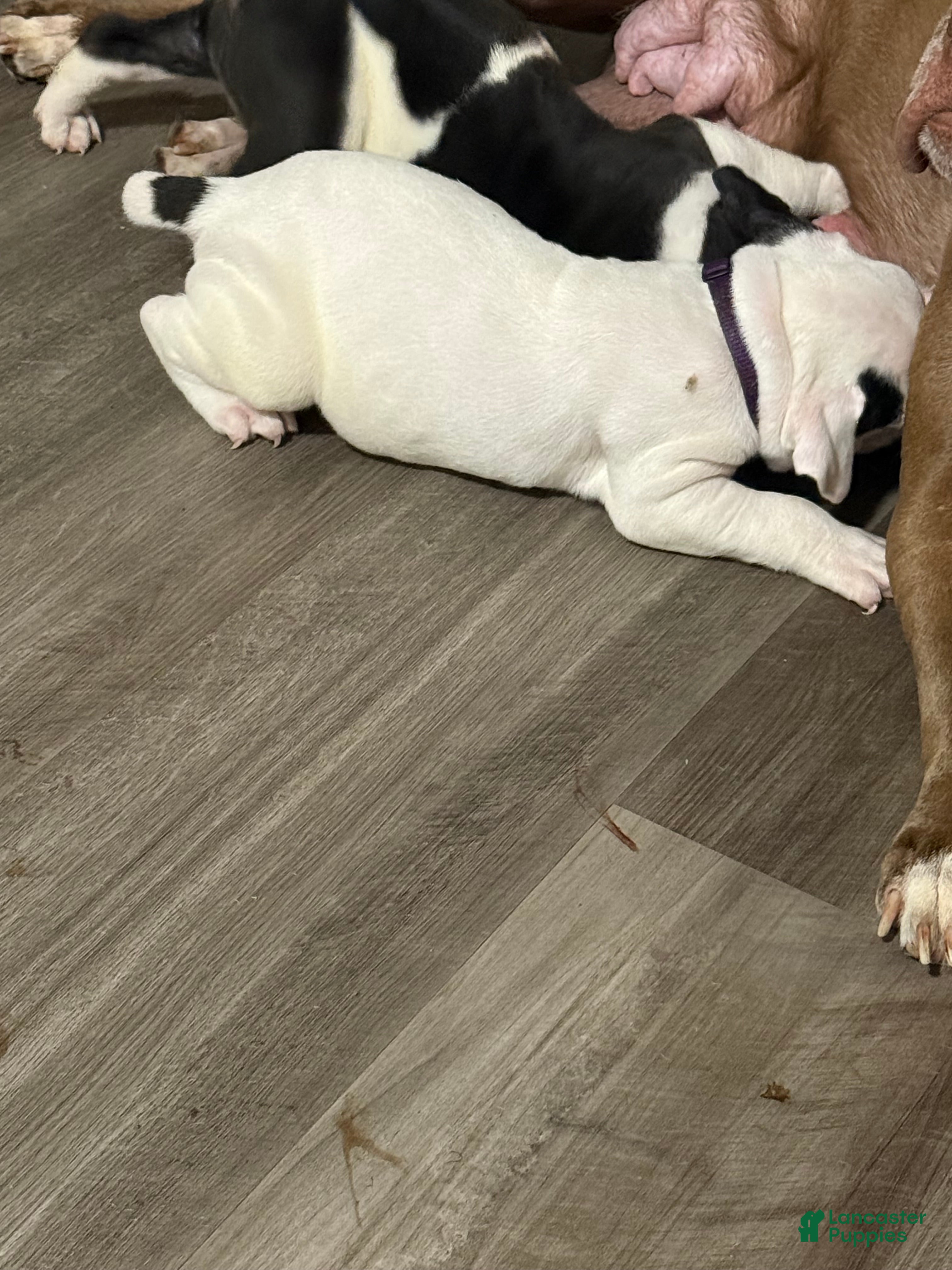 Olde English Bulldogge dogs Olde English Bulldogge 1 - Ad 41