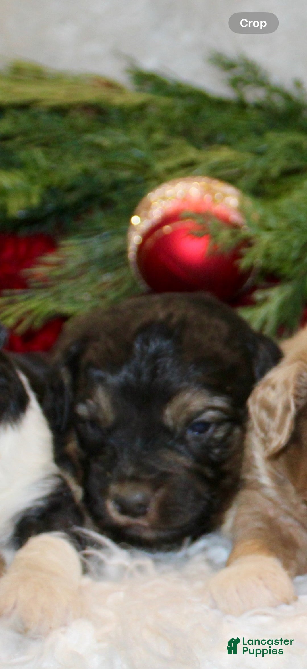 Mini Aussiedoodle dogs for sale: Mini Aussiedoodle Puppy 2 - Ad 1