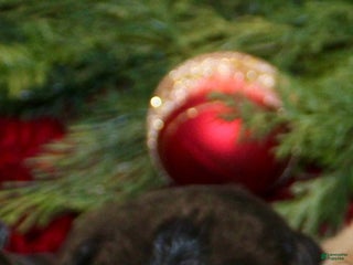 Mini Aussiedoodle dogs Mini Aussiedoodle Puppy 2 - Ad 3