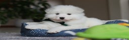 Samoyed dogs for sale: Rocky - Ad 7
