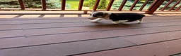 Welsh Corgi Pembroke dogs for sale: CLARK - Ad 19