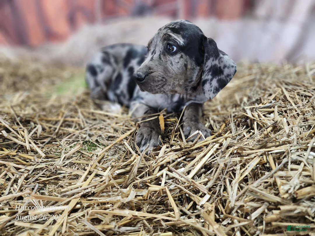Catahoula Leopard Dog dogs for sale: Angel 2025 Female 1 - Ad 26