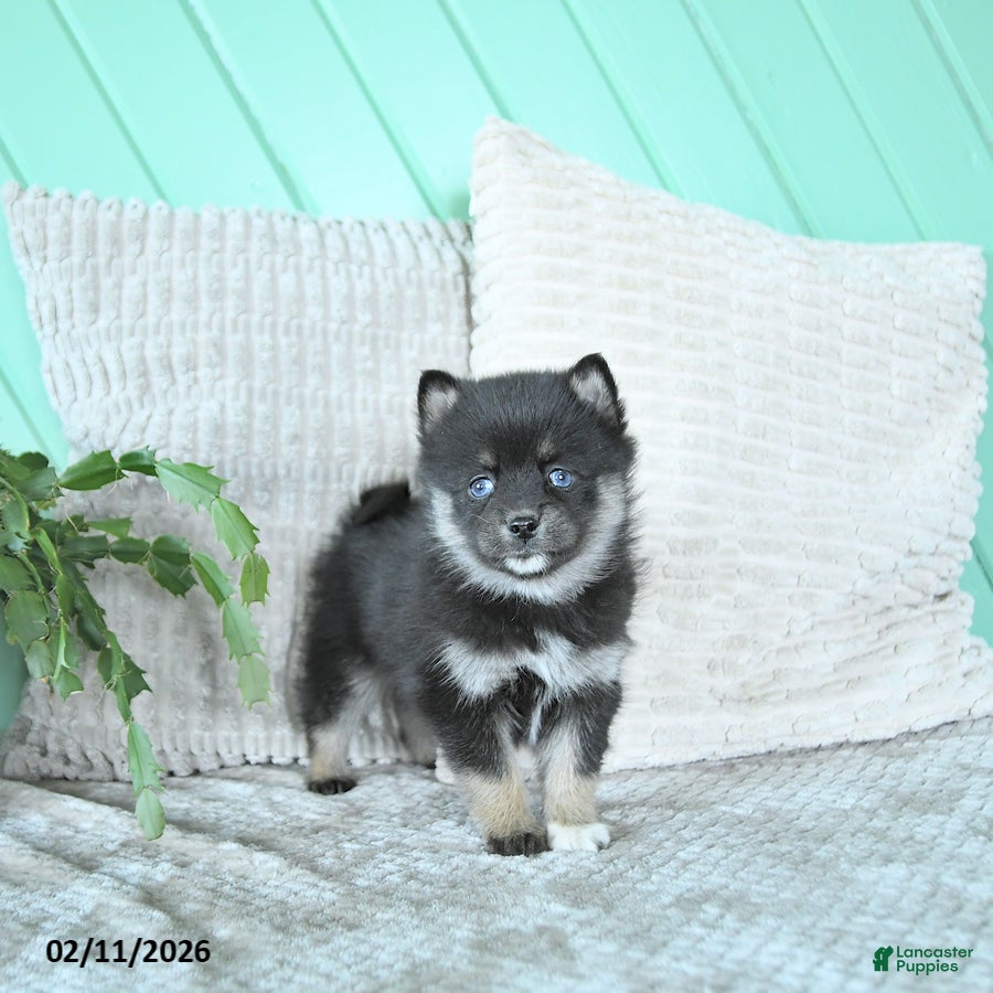 Pomsky dogs Luca - Ad 2