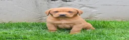 Labrador Retriever dogs for sale: Elvin - Ad 5