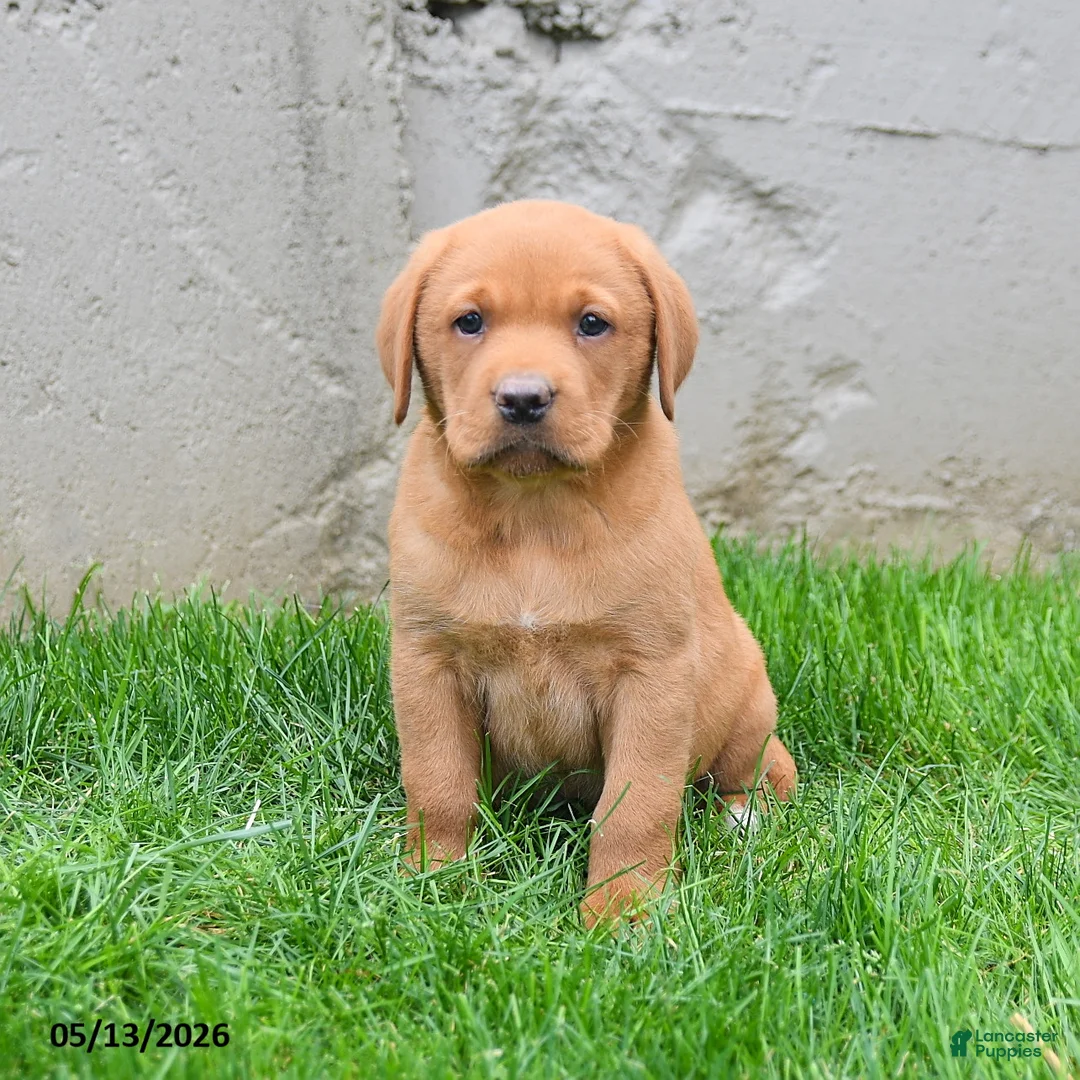 Labrador Retriever dogs for sale: Elvin - Ad 5