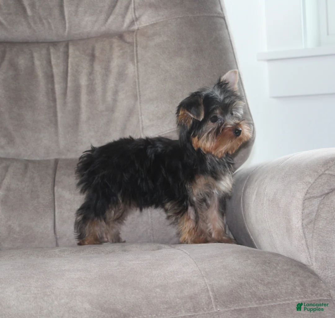Yorkshire Terrier dogs for sale: Benji - Ad 3