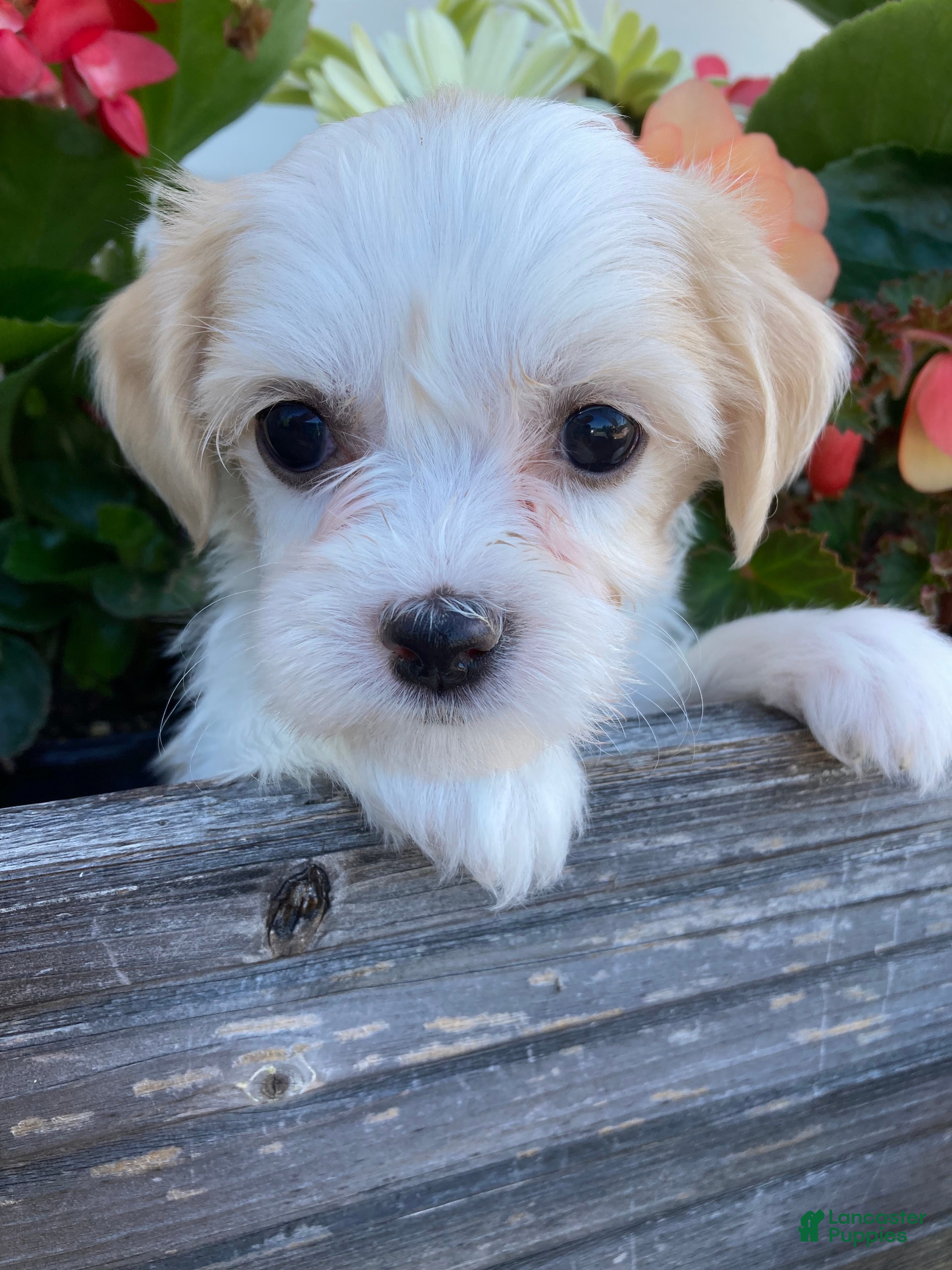 Mixed Breed dogs Ellie - Ad 1