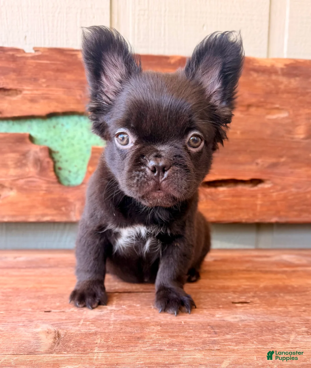 French Bulldog dogs for sale: Mocha Bean - Ad 5