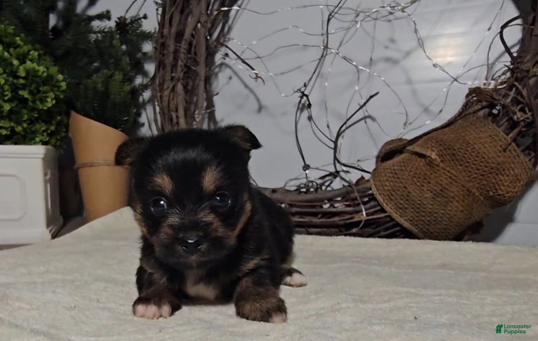 Mixed Breed dogs for sale: Logan - Ad 3