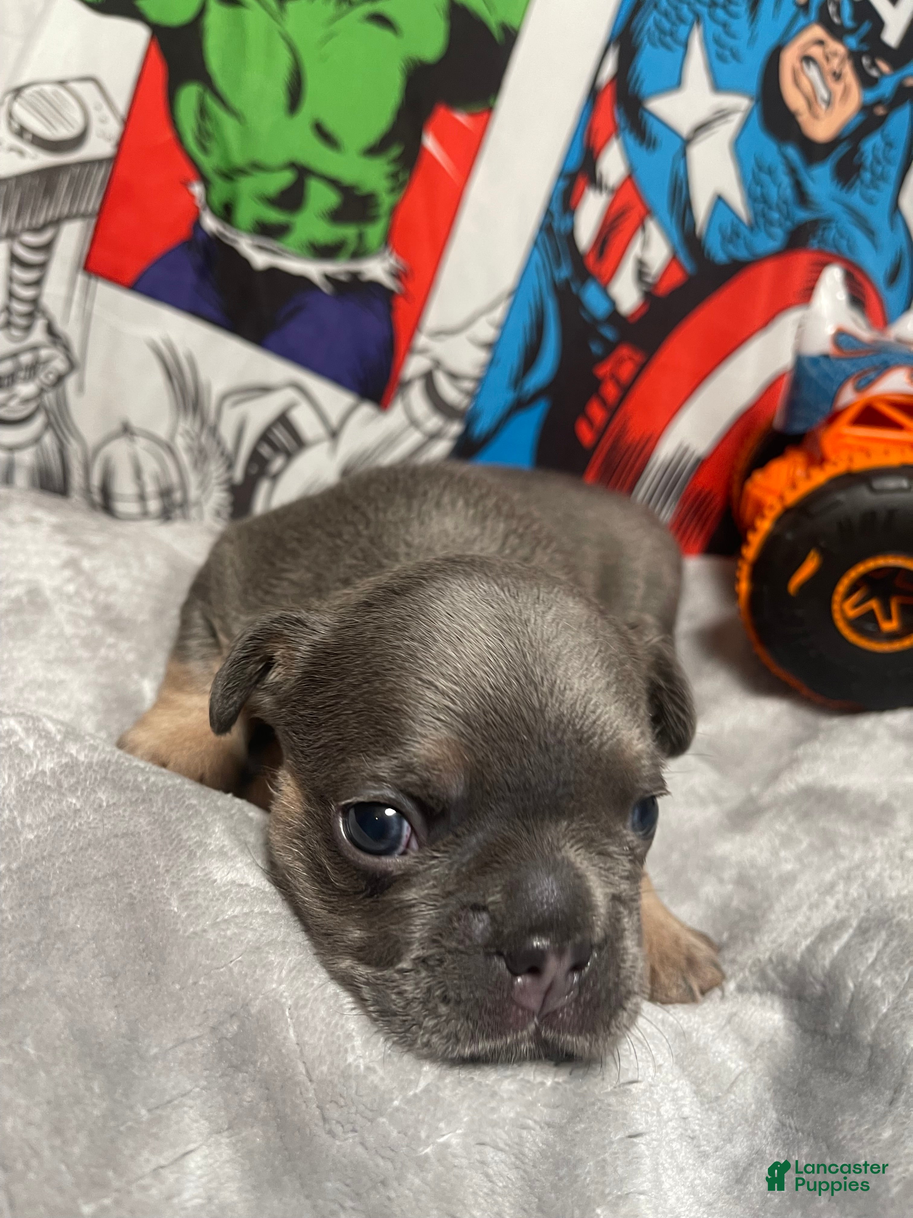 French Bulldog dogs Herc - Ad 42