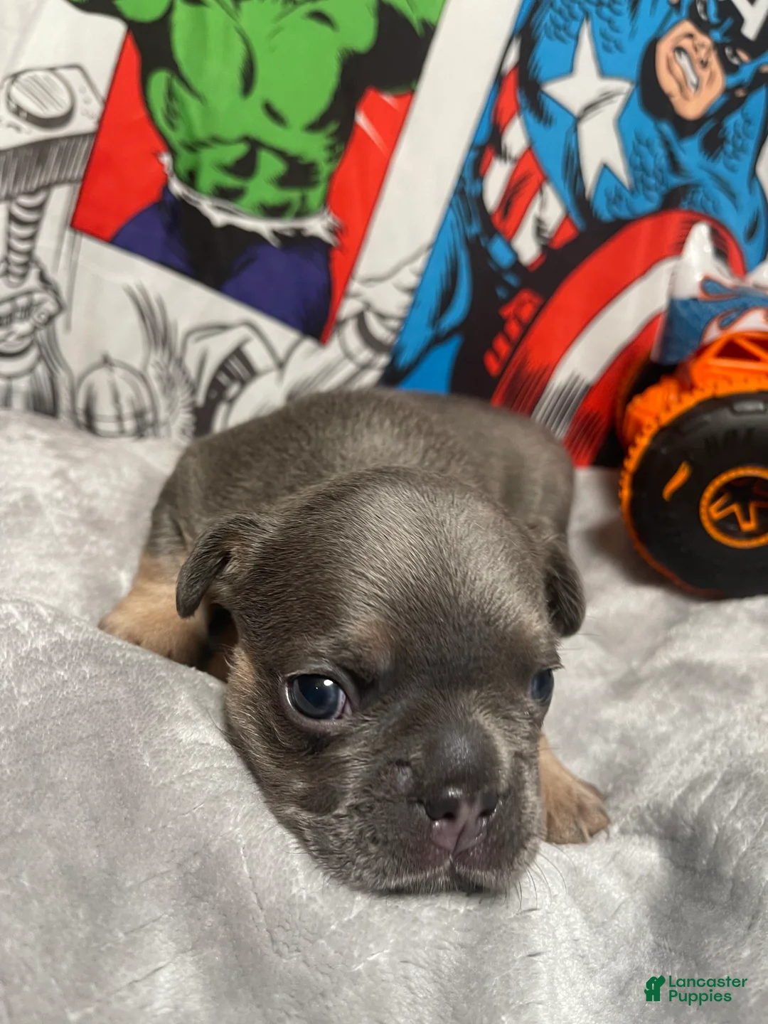 French Bulldog dogs for sale: Herc - Ad 1