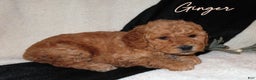 Mini Goldendoodle dogs for sale: Ginger - Ad 2