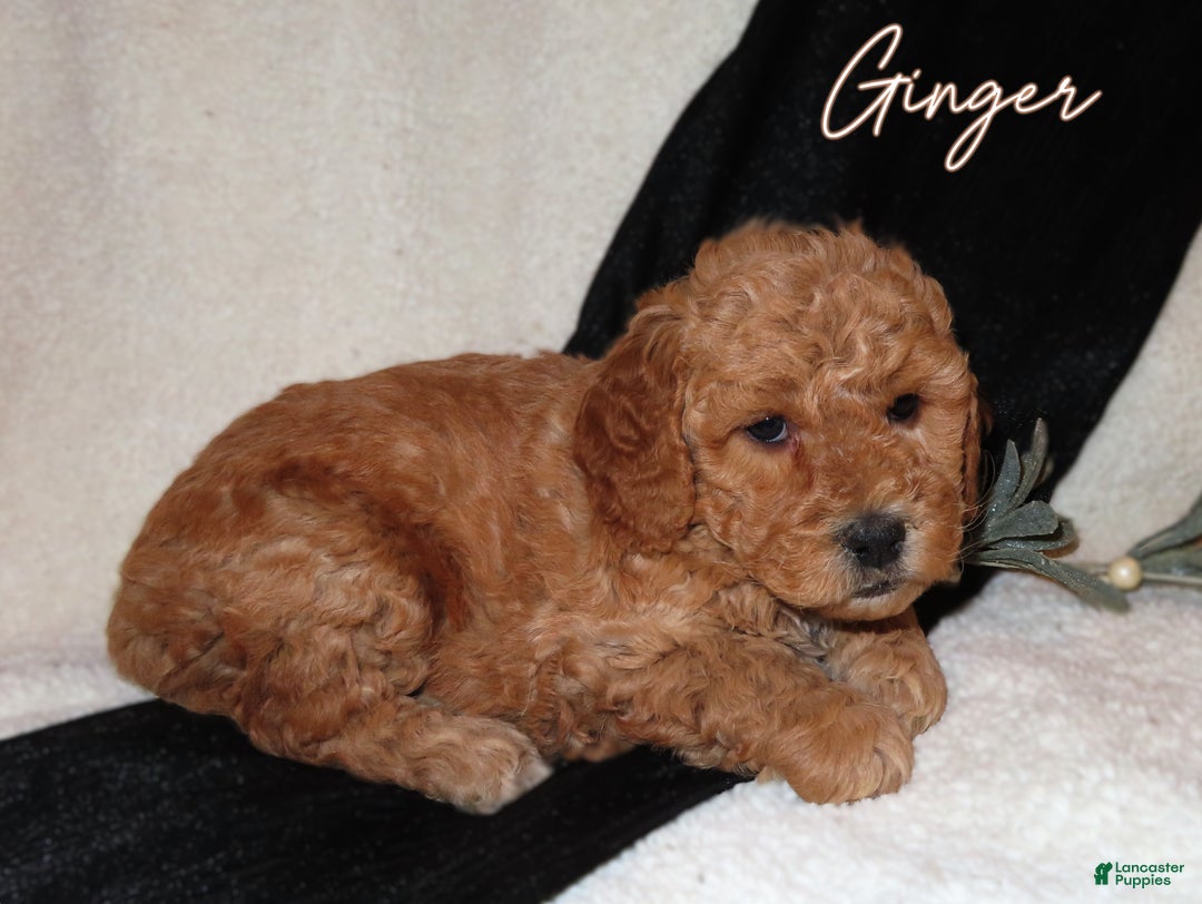 Mini Goldendoodle dogs for sale: Ginger - Ad 2