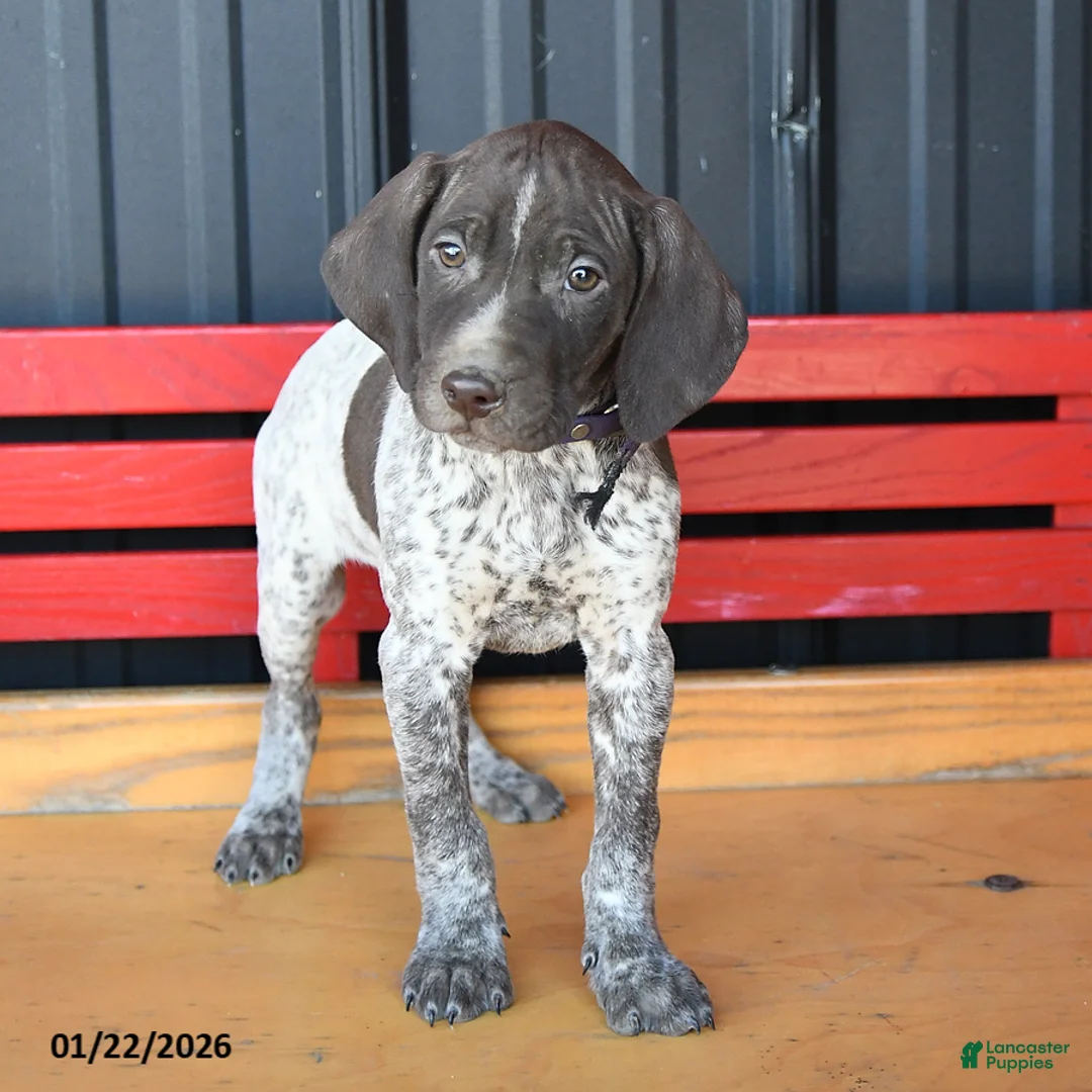 German Shorthaired Pointer dogs for sale: Harmony - Ad 3