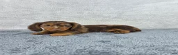 Miniature Dachshund dogs for sale: Dash - Ad 6
