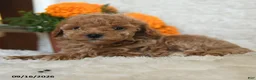 Miniature Poodle dogs for sale: Nugget - Ad 4