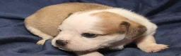 Puggle dogs for sale: Chewy - Ad 8