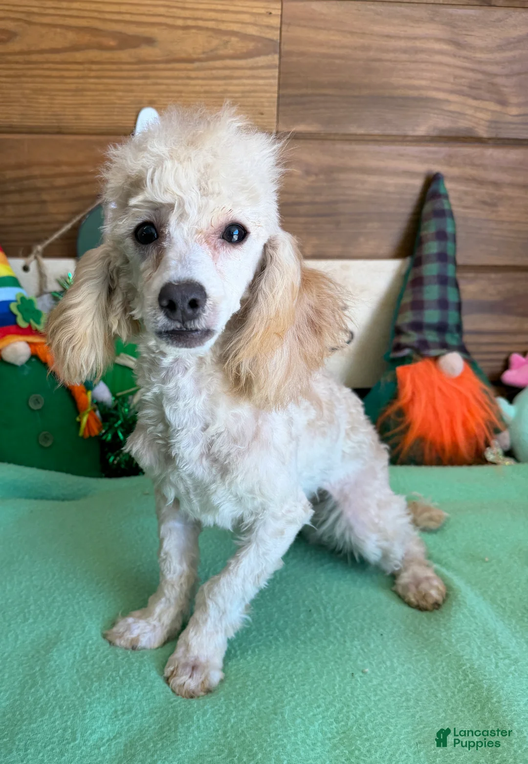 Toy Poodle dogs for sale: Newton - Ad 2