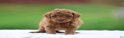 Miniature Poodle dogs for sale: Wynston - Ad 1