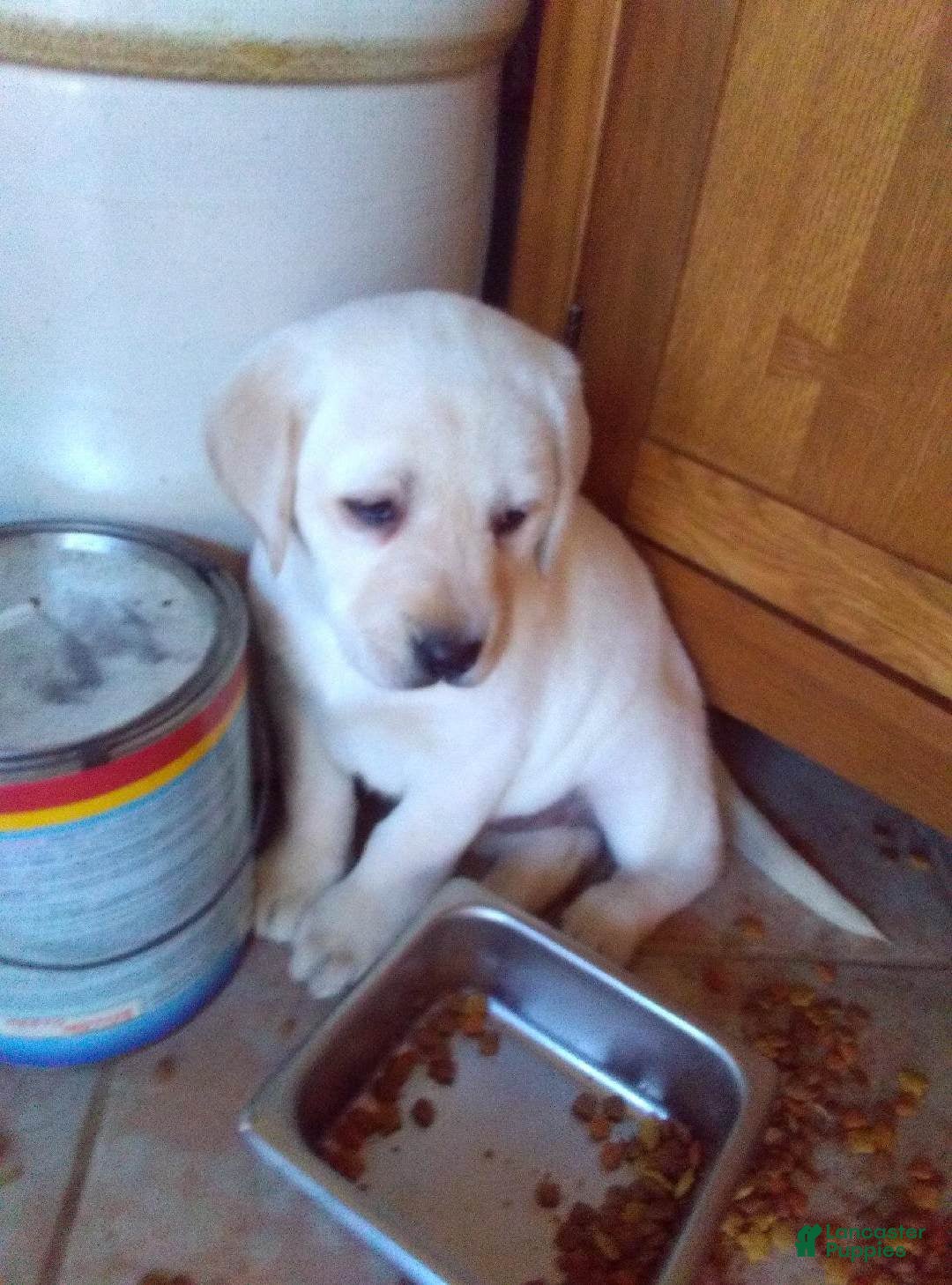 Labrador Retriever dogs for sale: Abby - Ad 1