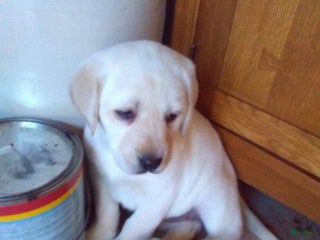 Labrador Retriever dogs Abby - Ad 20