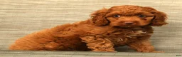 Cockapoo dogs for sale: Barney - Ad 7