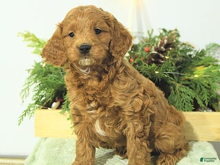 Cavapoo dogs Liam - Ad 26