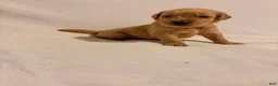 Golden Retriever dogs for sale: Golden Retriever 2 - Ad 4