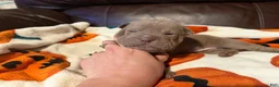 Shar Pei dogs for sale: Sage - Ad 3