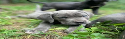 Cane Corso dogs for sale:  Love - Ad 2